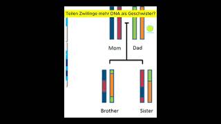 Teilen Zwillinge mehr DNA als Geschwister  Denke Passend [upl. by Murrah]