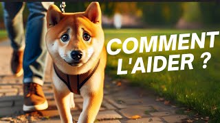 Comment faire pour que mon chien nait plus peur des gens [upl. by Rednijar]