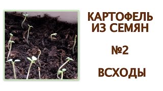 POTATOES from TRUE SEEDS 2 Как вырастить элитный картофель из семян 2 УХОД ЗА ВСХОДАМИ [upl. by Winfred]