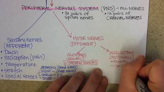 Nervous System Overview [upl. by Miah]