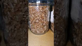 Organic rye grain spawn prep [upl. by Lewert316]