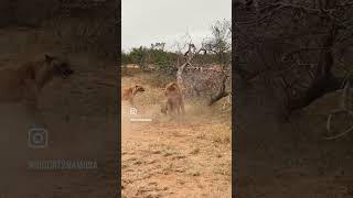 Hyenas attack the lion lionhunt wildanimal wildwildlife africawildanimals africanleopard [upl. by Milas29]