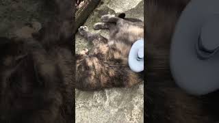 Je passe avec la brosse sur mon chat 🐈 [upl. by Menides]