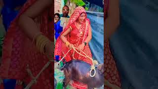 Bundelkhandi lokgeet youtubeshorts bundeli comedy short [upl. by Mehelhteb395]