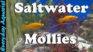 Adding Mollies to Saltwater Reef Aquarium [upl. by Hunger]