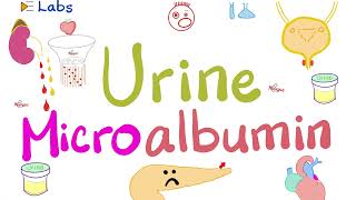 Microalbumin in the Urine Microalbuminuria  Diabetes Mellitus amp Kidney Disease  Nephrology Labs [upl. by Sheilah217]