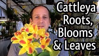 Rescue Cattleya Orchid Care  Cattleya Blooms How to regrow Orchid roots and Trim ugly leaves [upl. by Deer]