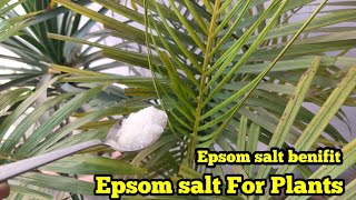 Epsom salt For Plants  Epsom salt Benifits  Growth Booster Epsom salt  Epsom salt Kase use karre [upl. by Esinyl541]