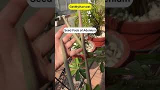 Mujhe Mila Diwali Gift  Adenium Seed Pods  Sword like structure on adenium shorts [upl. by Hutner915]