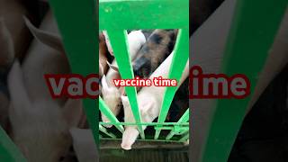 vaccine time trendingvideo farming chickenbusiness chicken fancypoultrybusiness poultryfood [upl. by Melania]