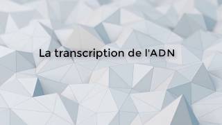 SVT  1ère S  La transcription de lADN [upl. by Ennairrek896]