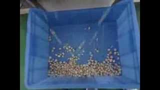 Macadamia nuts sorting separating shell and kernel sorting machine manufacturer [upl. by Ennahoj]