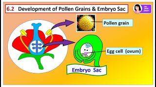 SPM BIOLOGY FORM 5 CHAPTER 6 62 Formation of Pollen Grain amp Embryo Sac [upl. by Nylyak]