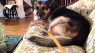 Growling German Shepherd  Attacking The Back Scratcher [upl. by Enneiviv53]