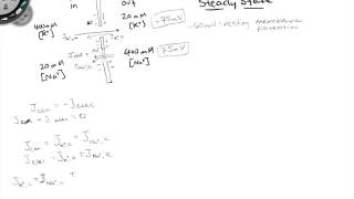 Realistic Resting Potential and Ion Fluxes [upl. by Kusin]