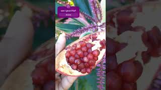 Can you grow Pomegranates at home garden plantparenthood growing [upl. by Assennav198]