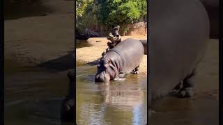 The hippopotamus is a large semiaquatic mammal from Africa [upl. by Anitahs267]