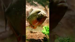 3 Terrifying Facts About Piranhas  Uncover the Truth Behind These Ferocious Fish PGCLEAN [upl. by Beaudoin]