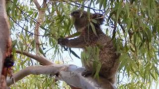 Baby Koala feeding in the rain [upl. by Ennayhc]