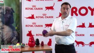 Juguetes interactivos para perros  Educación canina Royal Canin [upl. by Rexfourd]