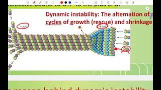 CH6 Microtubules and Intermediate filaments Part 1 [upl. by Nets]