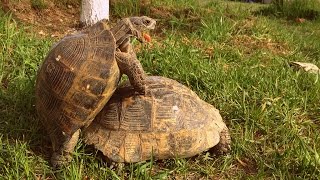 Turtle pairing Funny sounds [upl. by Attenrev]