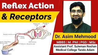 Reflex Action and Receptors  Hindi  Urdu [upl. by Alemaj]