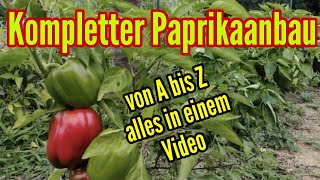 Paprika anbauen von A bis Z Paprikapflanzen Aussäen Vorziehen Auspflanzen Pflegen amp Ernten im Garten [upl. by Ap297]