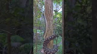 PYTHONS TREE CLIMBING AMAZING SKILL 😲😲 [upl. by Nnaecarg]