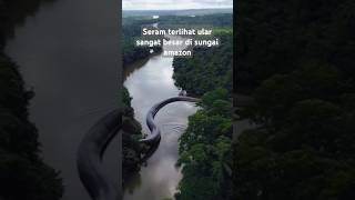 Terlihat ular raksasa di sungai amazon snake python ular shortsvideo shotrs amazon [upl. by Gniliem395]