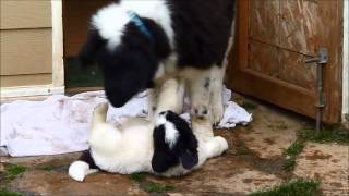 Pacific Coast Landseer puppies playtime [upl. by Elysha177]