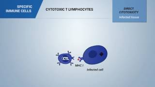 333  Cytotoxic T Lymphocytes [upl. by Luo]