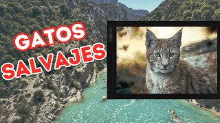 ⛔así es el LINCE IBERICO implacable atacando para niños y otros felinos maravillosos🐈‍⬛ [upl. by Jerol710]