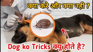 Remove ticks from your dog 100 working🔥  ticks क्यों होते हे [upl. by Varini]