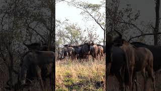 Wildebeest at Kruger National Park South Africa [upl. by Nowyt887]