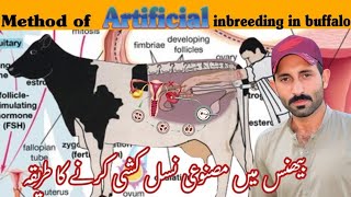 quotComplete Guide to Artificial Insemination in Buffaloes StepbyStep Processquot🐂🐂🐂🐂🐂🐂🐂 [upl. by Llerryt]