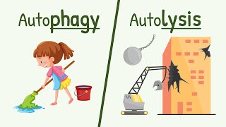 Autophagy and Autolysis  Functions of Lysososme [upl. by Aiht]