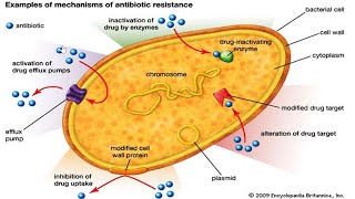 chemotherapy part 1 Antimicrobial drugs [upl. by Cloris600]