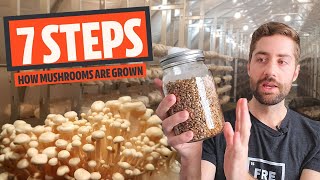 The 7 Basic Steps Of Mushroom Cultivation How Most Mushrooms Are Grown [upl. by Corron]