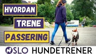 Passeringstrening Få en hund som følger deg i stedet for å dra bort til andre hundermennesker [upl. by Niatsirhc]