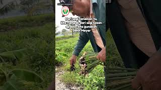 👣 JEJAK TANI BEHN MEYER 👣Episode 5 Ginger amp Turmeric Farmer Kuala Langat [upl. by Allana]