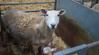 A look at our lambing shed in action Innovative Sheep Breeding [upl. by Merrow]