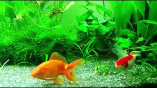 Fantail Goldfish video HD [upl. by Yesac]