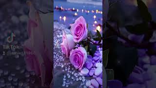 Beautiful Roses 🌹💕🫶 tiktok [upl. by Ahkeber]