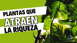 Plantas que atraen riqueza [upl. by Eugor]