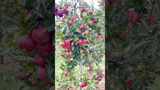 Gala apples 🍎 harvesting [upl. by Ggerc]