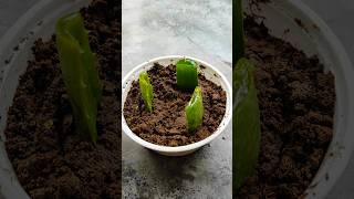 Growing aloevera tree from leaf cutting aloevera shorts aloevera [upl. by Tucker941]