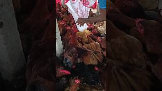 Ckicken Feeding the golden hen hen chickenshortvideo shorts [upl. by Andrey]