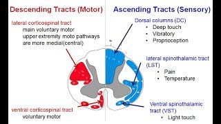 Spinal tracts Descending and Ascending  Spinal Cord Syndromes [upl. by Killoran784]