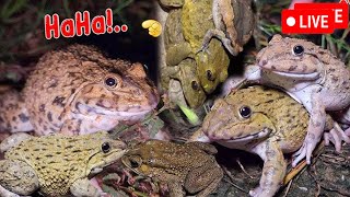 🐸Boing Boing web catching frogs🐸flying and Jumping Part 5 [upl. by Anaujit]